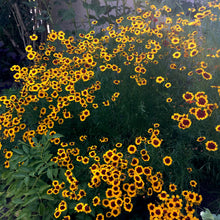 Load image into Gallery viewer, Dyer's Coreopsis Seeds