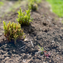 Load image into Gallery viewer, Madder Root Seeds
