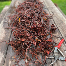Load image into Gallery viewer, Madder Root Seeds
