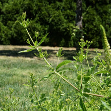 Load image into Gallery viewer, Madder Root Seeds
